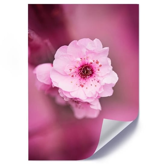 Plakat poster FEEBY, Kwiat Wiśni Różowy Natura 30x40 Feeby