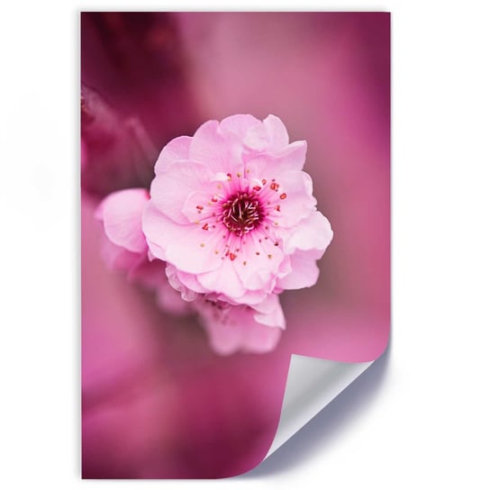 Plakat poster FEEBY, Kwiat Wiśni Różowy Natura 30x45 Feeby