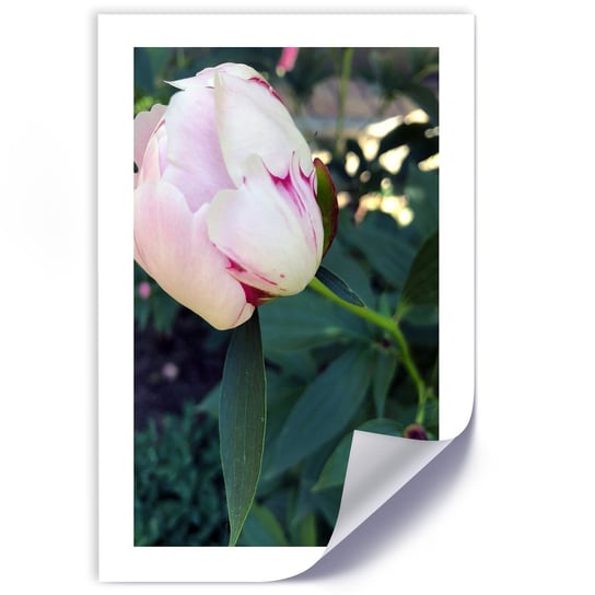 Plakat poster FEEBY, Piwonia Kwiat różowy 40x60 Feeby