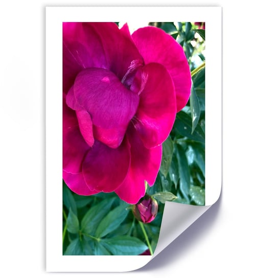 Plakat poster FEEBY, Piwonia Kwiat różowy Natura 40x60 Feeby