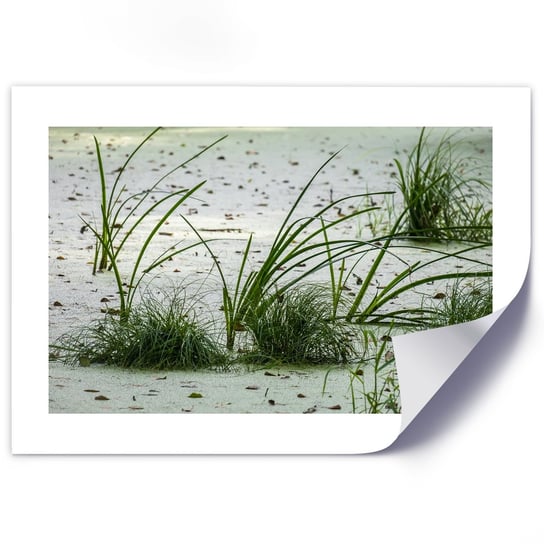 Plakat poster FEEBY, Plaża piasek trawa zielona 60x40 Feeby