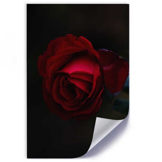 Plakat poster FEEBY, Róża Czerwony Kwiat Natura 60x90 Feeby