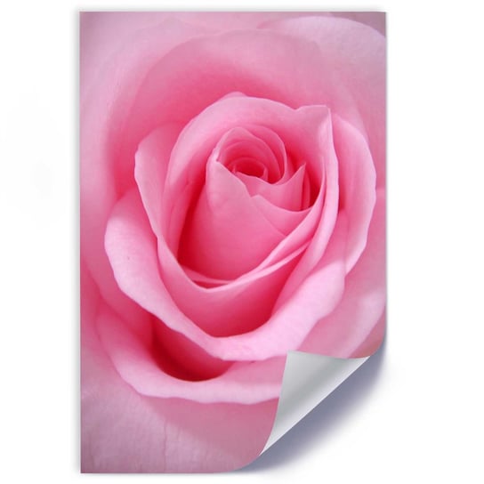 Plakat poster FEEBY, Róża Kwiat roślina różowy 30x45 Feeby