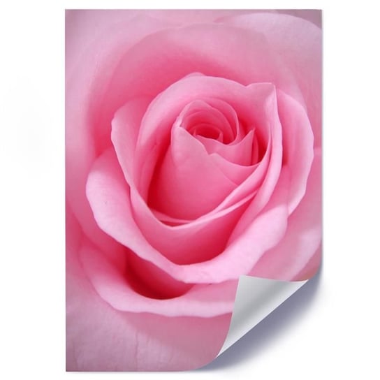 Plakat poster FEEBY, Róża Kwiat roślina różowy 40x60 Feeby