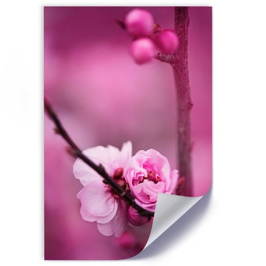Plakat poster FEEBY, Różowy Kwiat jabłoni 30x45 Feeby