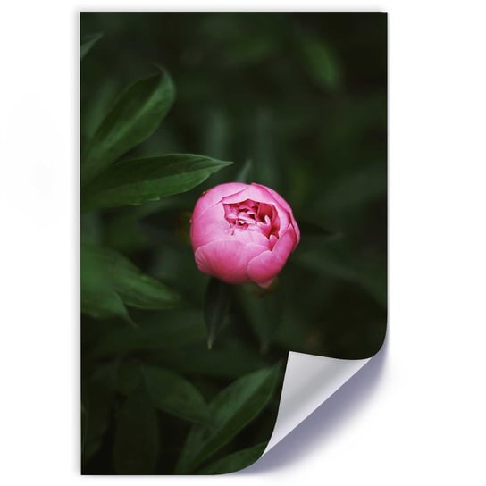 Plakat poster FEEBY, Różowy Kwiat Pąk Natura 30x45 Feeby