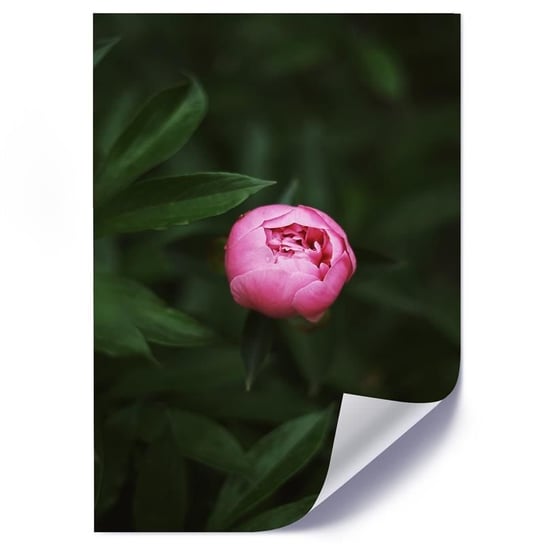 Plakat poster FEEBY, Różowy Kwiat Pąk Natura 40x50 Feeby