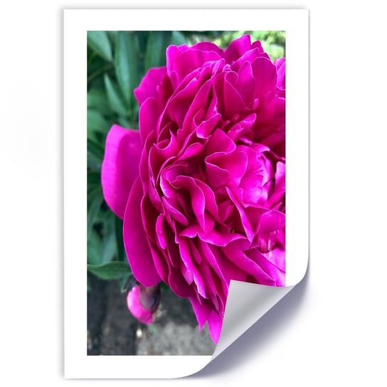 Plakat poster FEEBY, Różowy Kwiat Piwonia Natura 20x30 Feeby