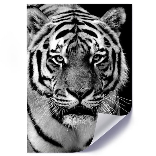 Plakat poster FEEBY, Tygrys Afryka Czarno Biały 40x50 Feeby