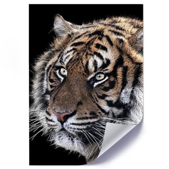 Plakat poster FEEBY, Tygrys Zwierzęta Natura 20x30 Feeby
