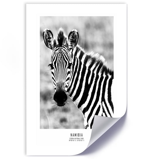 Plakat poster FEEBY, Zebra Zwierzęta Natura 60x90 Feeby