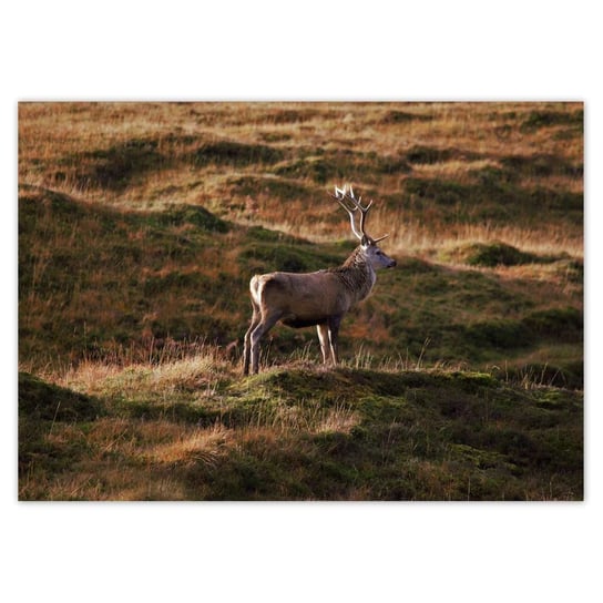 Plakat poziomy Jeleń w naturze Łowiectwo, 59,4x42  cm ZeSmakiem