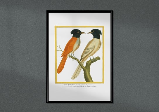 Plakat Ptaki egzotyczne, ptaki Polski, grafika ze starego atlasu ptaków 30x40 (A3) / DodoPrint Dodoprint