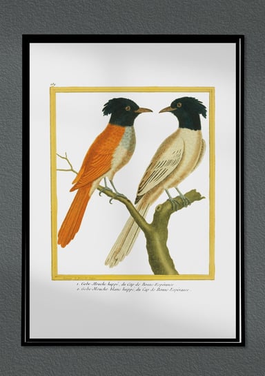 Plakat Ptaki egzotyczne, stara grafika na ścianę 21x30 (A4) / DodoPrint Dodoprint
