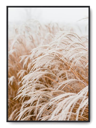 Plakat r 30x40 cm Boho Natura Botanik Trawa Roślin Printonia