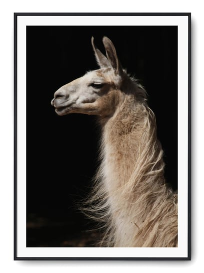 Plakat r 40x50 cm Lama Natura Zwierzę Printonia