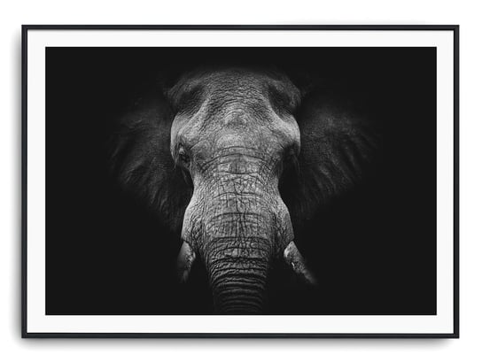 Plakat r 50x40 cm Słoń Natura Zwierzę Printonia