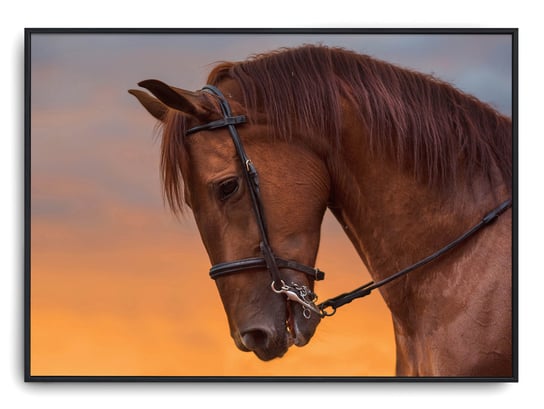 Plakat r A4 30x21 cm Konie Zwierzęta Natura Printonia