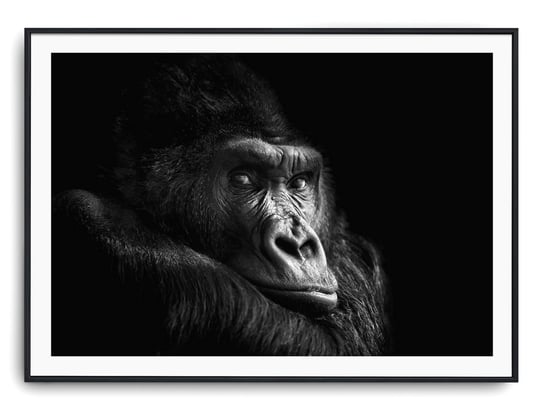 Plakat r A4 30x21 cm Szympans Małpa Natura Zwierzę Printonia