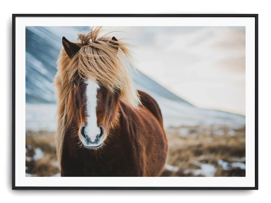 Plakat r A4 30x21 cm Zwierzęta Konie Koń Natura Printonia