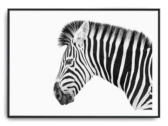 Plakat r B1 100x70 cm Zebra Zwierzę Natura Printonia