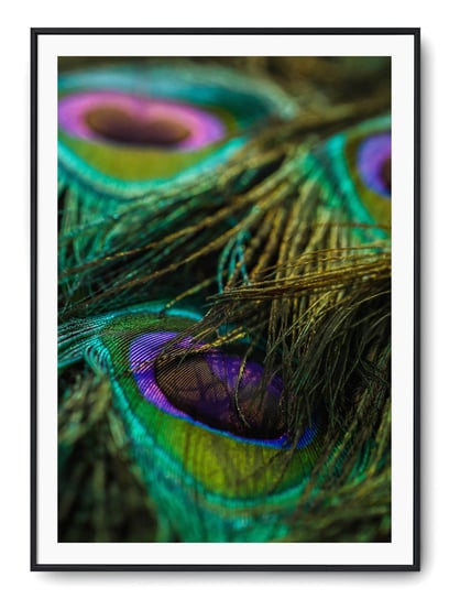 Plakat r B2 50x70 cm Oko Pawie Pióro Zwierzę Natur Printonia