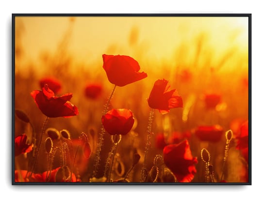 Plakat r B2 70x50 cm Maki Zieleń Kwiaty Słońce Printonia