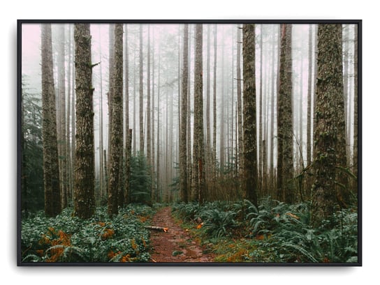 Plakat r B2 70x50 cm Zieleń Las Drzewa Słońce Natu Printonia