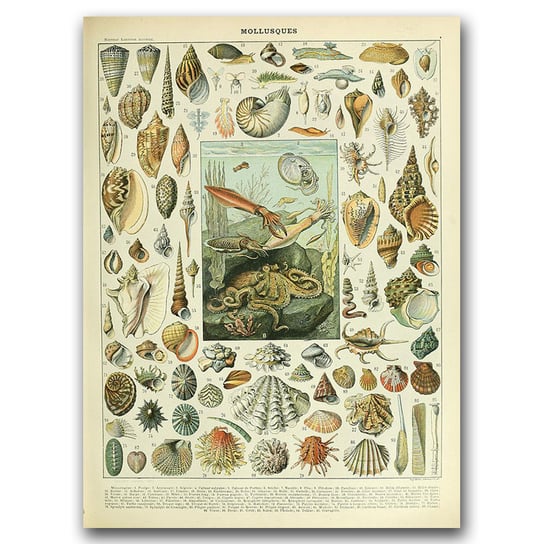 Plakat retro Adolphe Millot Mollusques A2 Vintageposteria