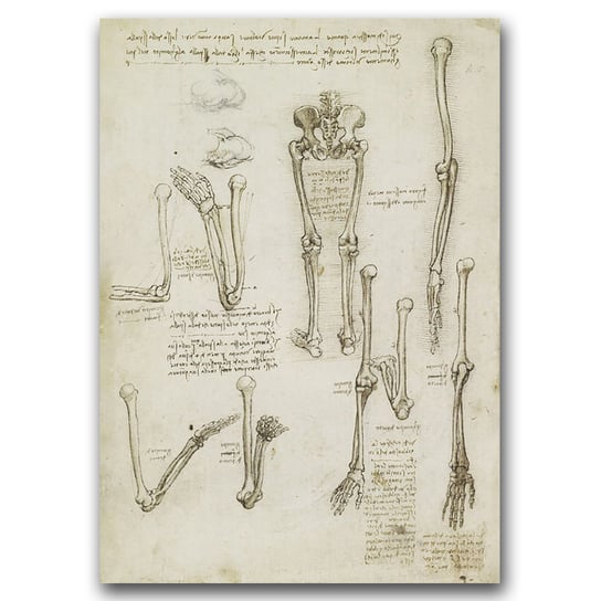 Plakat retro Anatomiczny szkic kości Da Vinci A1 Vintageposteria