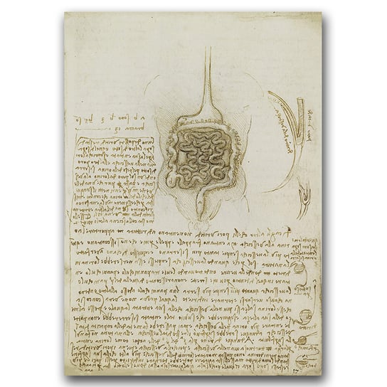 Plakat retro do salonu Da Vinci anatomia A1 Vintageposteria