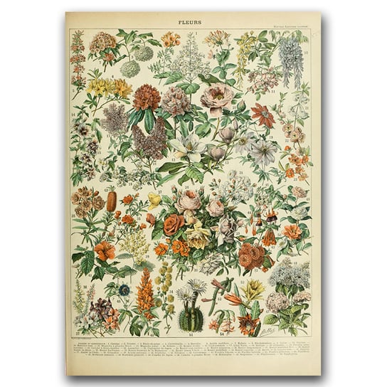 Plakat retro do salonu Kwiaty Adolphe Millot A3 Vintageposteria