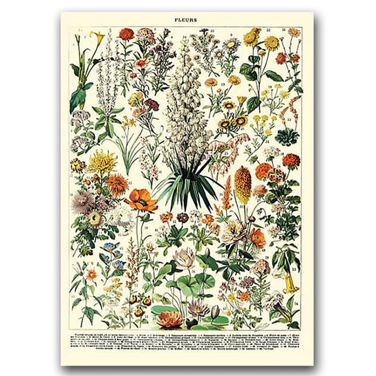 Plakat retro Kwiatowy nadruk Adolphe Millot A1 Vintageposteria