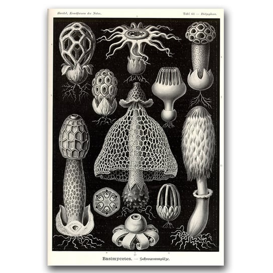 Plakat retro Morskie grzyby Ernst Haeckel A3 Vintageposteria