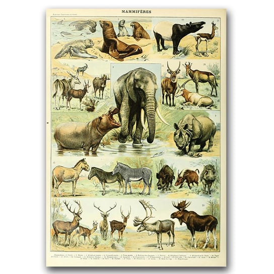 Plakat retro Nauka Adolphe Millot Mammal A2 Vintageposteria