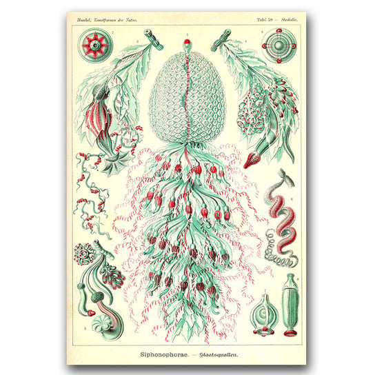 Plakat retro Rurkopławy Ernst Haeckel A1 60x85cm Vintageposteria