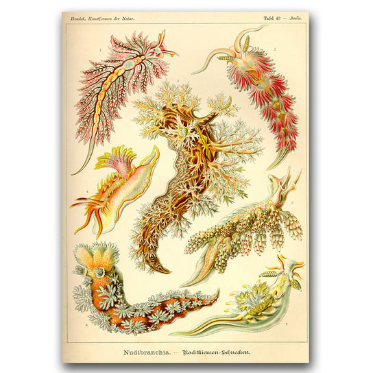Plakat retro Ślimak nagoskrzelny Ernst Haeckel A3 Vintageposteria