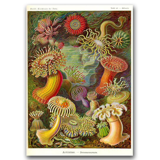 Plakat retro Zwierze Actinia Haeckel Ernst A1 Vintageposteria