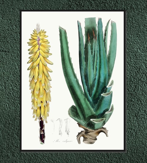 Plakat rośliny vintage Aloes 30x40 cm (A3) / DodoPrint Dodoprint