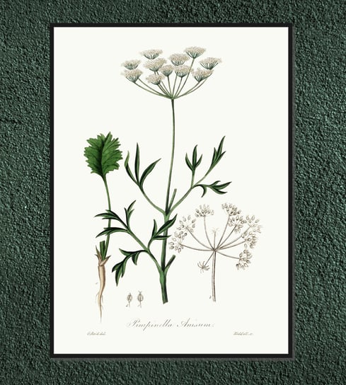 Plakat rośliny vintage Anyż (Anyżek, Biedrzeniec anyż) 21x30 cm / DodoPrint Dodoprint