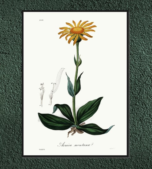 Plakat rośliny vintage Arnika górska 30x40 cm (A3) / DodoPrint Dodoprint