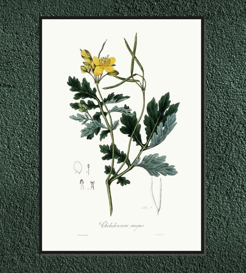 Plakat rośliny vintage Glistnik jaskółcze ziele 21x30 cm / DodoPrint Dodoprint