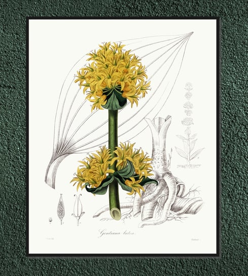 Plakat rośliny vintage Goryczka żółta 21x30 cm / DodoPrint Dodoprint
