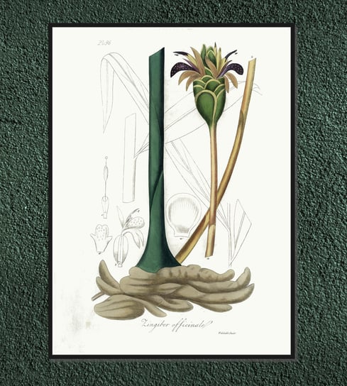 Plakat rośliny vintage Imbir 21x30 cm / DodoPrint Dodoprint
