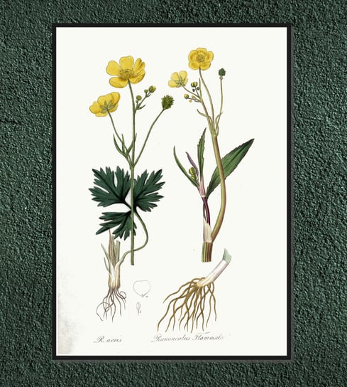 Plakat rośliny vintage Jaskier 21x30 cm / DodoPrint Dodoprint