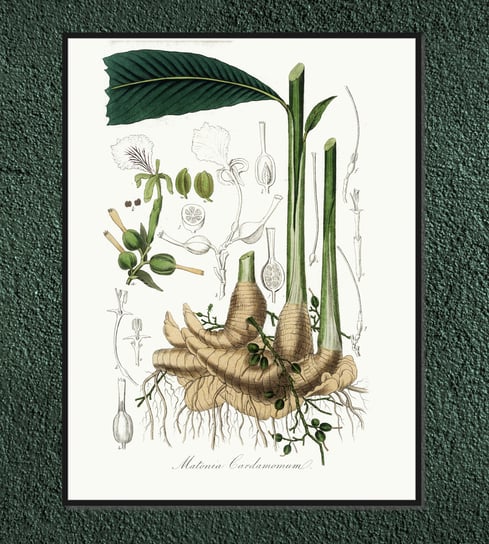 Plakat rośliny vintage Kardamon 30x40 cm (A3) / DodoPrint Dodoprint
