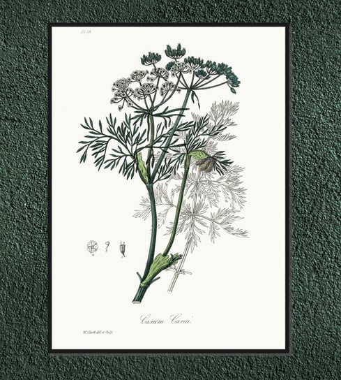 Plakat rośliny vintage Kminek zwyczajny 21x30 cm / DodoPrint Dodoprint