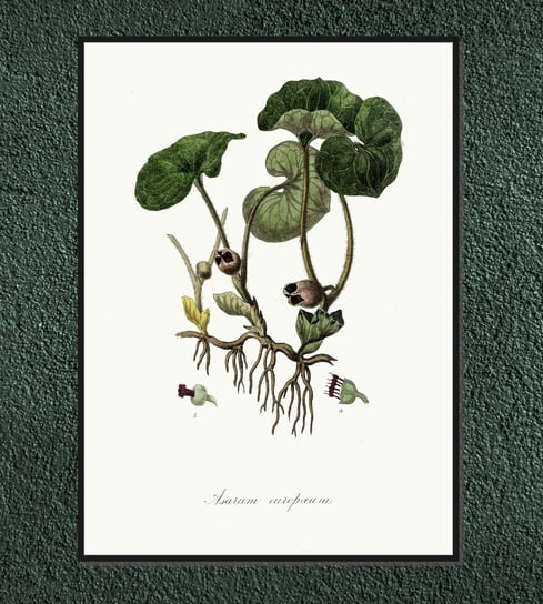 Plakat rośliny vintage Kopytnik pospolity 21x30 cm / DodoPrint Dodoprint