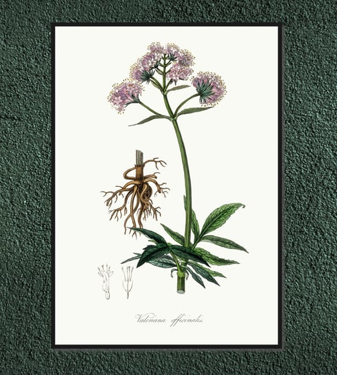 Plakat rośliny vintage Kozłek lekarski (Waleriana) 30x42 cm / DodoPrint Dodoprint