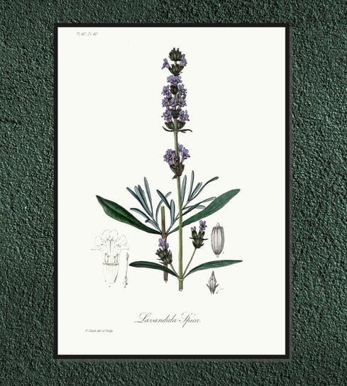 Plakat rośliny vintage Lawenda wąskolistna 21x30 cm / DodoPrint Dodoprint